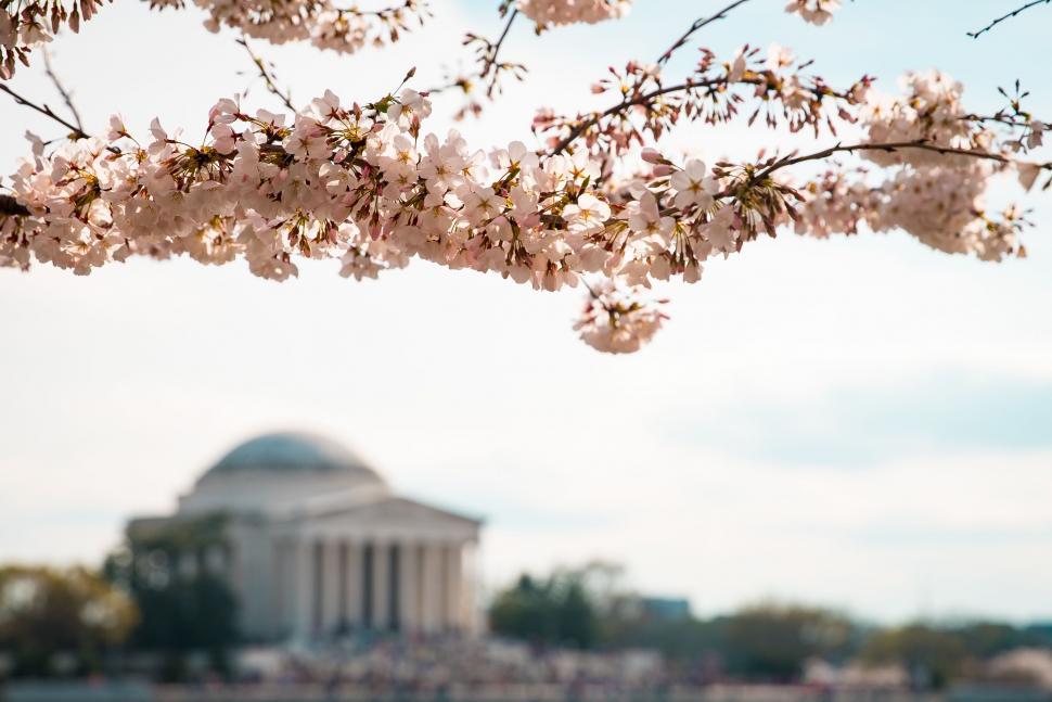 Free Image of Cherry Blossom Tree in Front of the Jefferson Memorial 