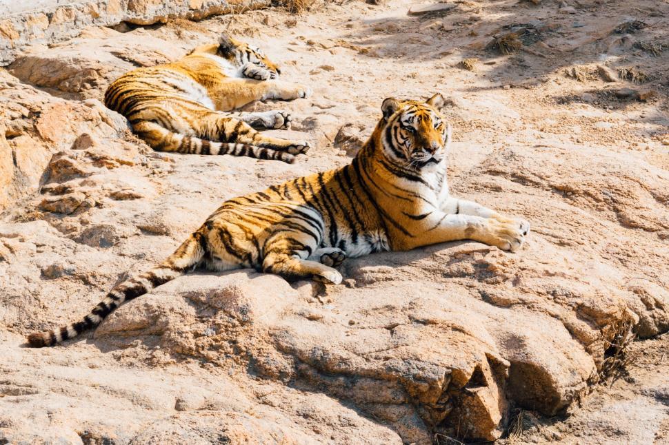 Free Image of Two Tigers Resting on Rocky Hillside 