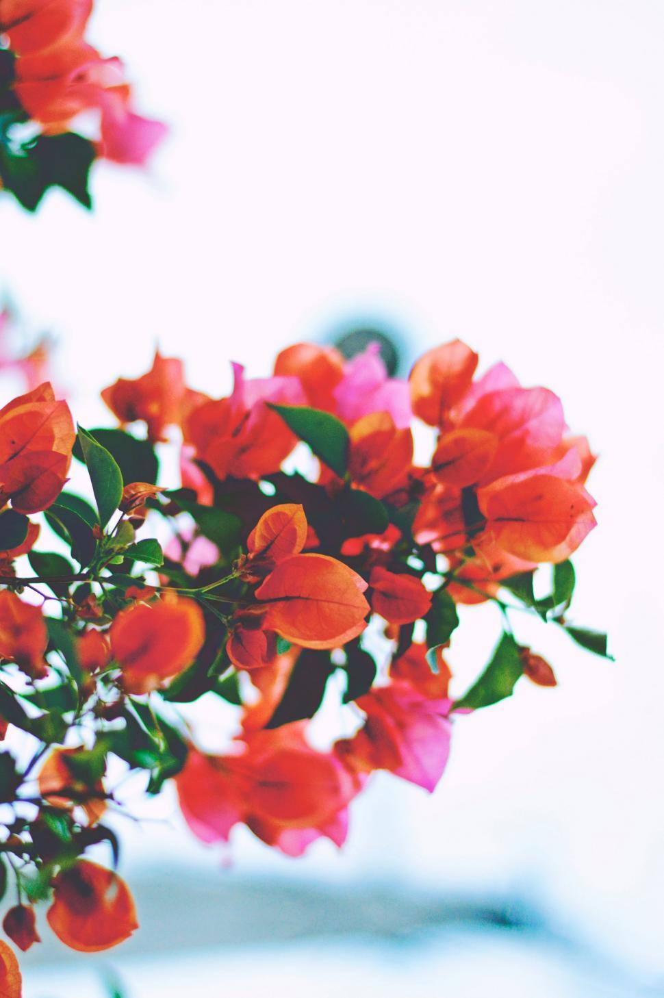 Free Image of A Bunch of Red Flowers in a Vase 