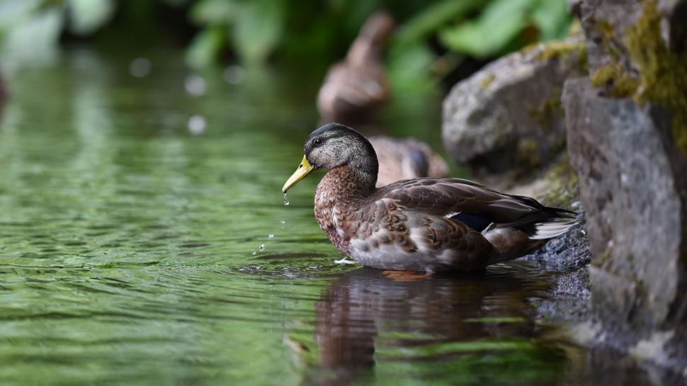 Free Image of Group of Ducks Swimming in a Pond 