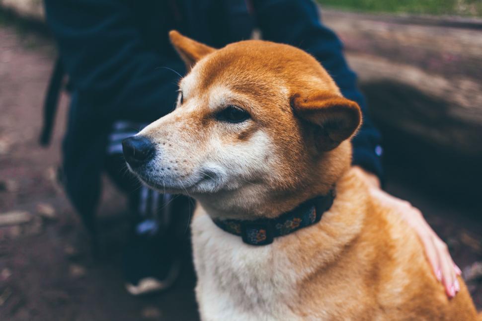 Free Image of Brown and White Dog Sitting Next to Person 
