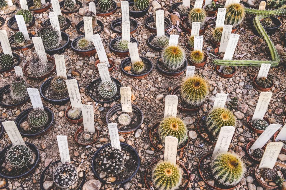 Free Image of Cluster of Cactus Plants on Ground 