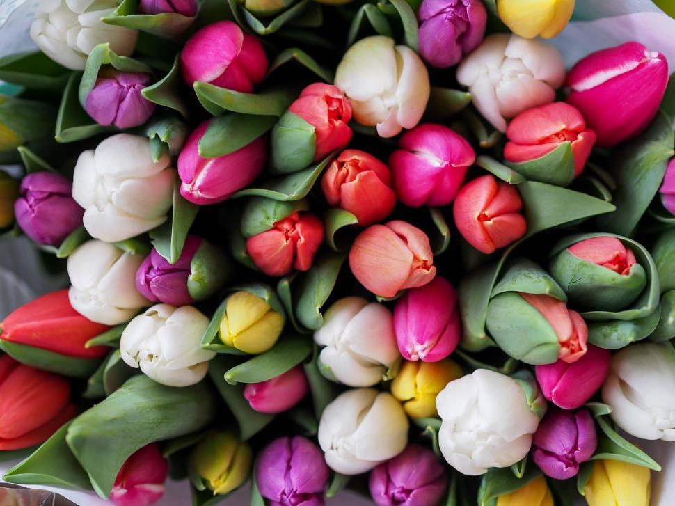 Free Image of Colorful Tulips Arranged on Table 