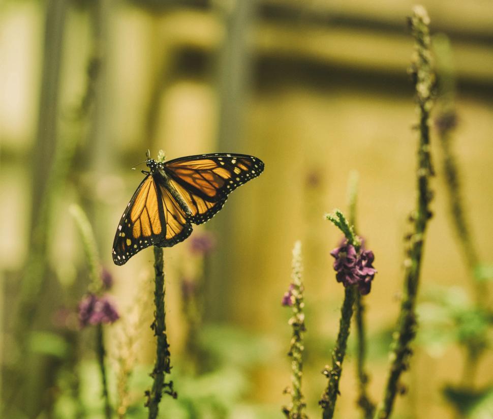 Free Image of Butterfly Sitting on Flower 