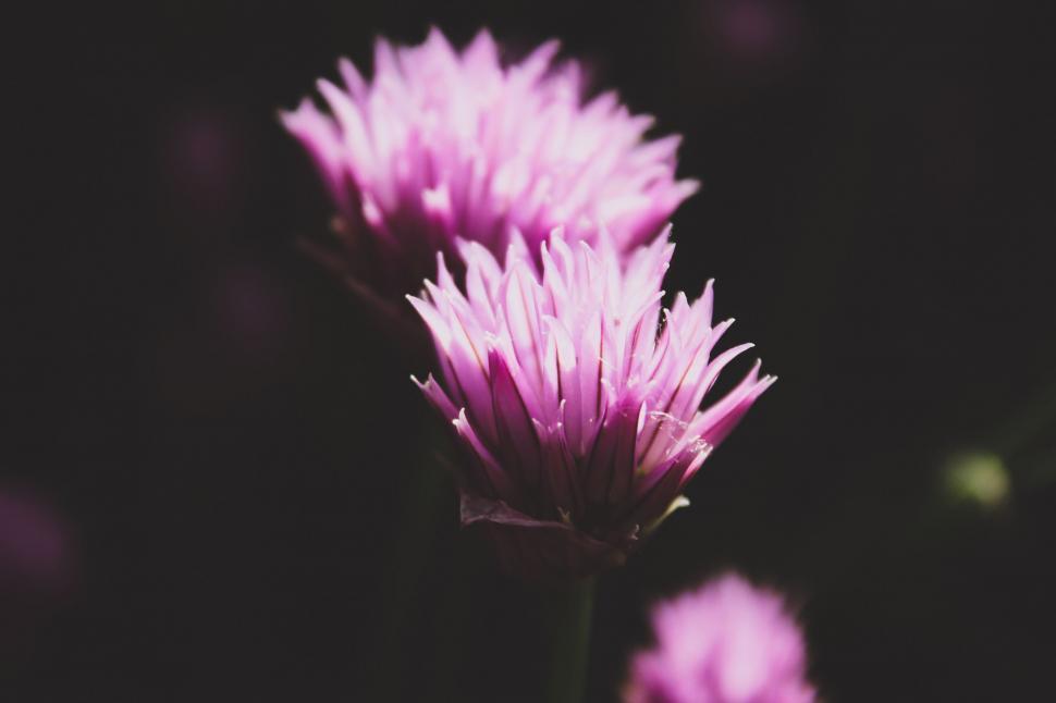Free Image of Close Up of a Purple Flower With Blurry Background 