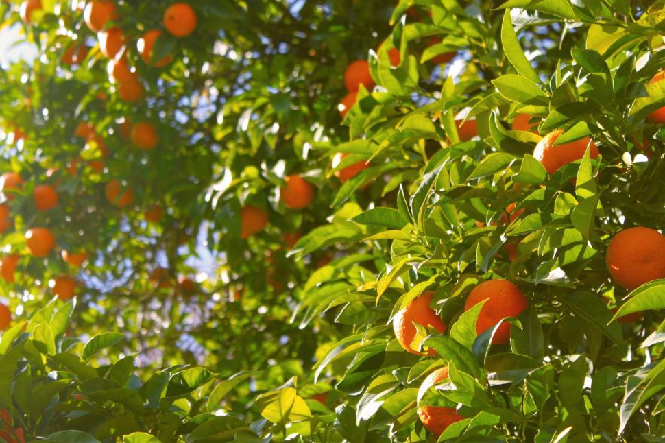 Free Image of Tree Laden With Ripe Oranges 