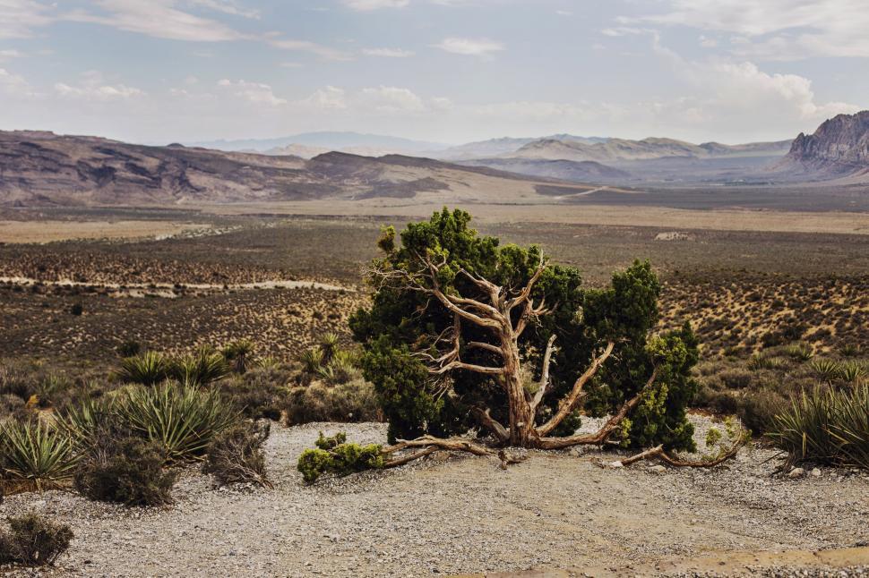 Free Image of Desert Tree With Mountain Backdrop 