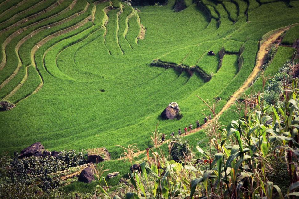 Free Image of Dragon-Shaped Structure in Lush Green Rice Field 