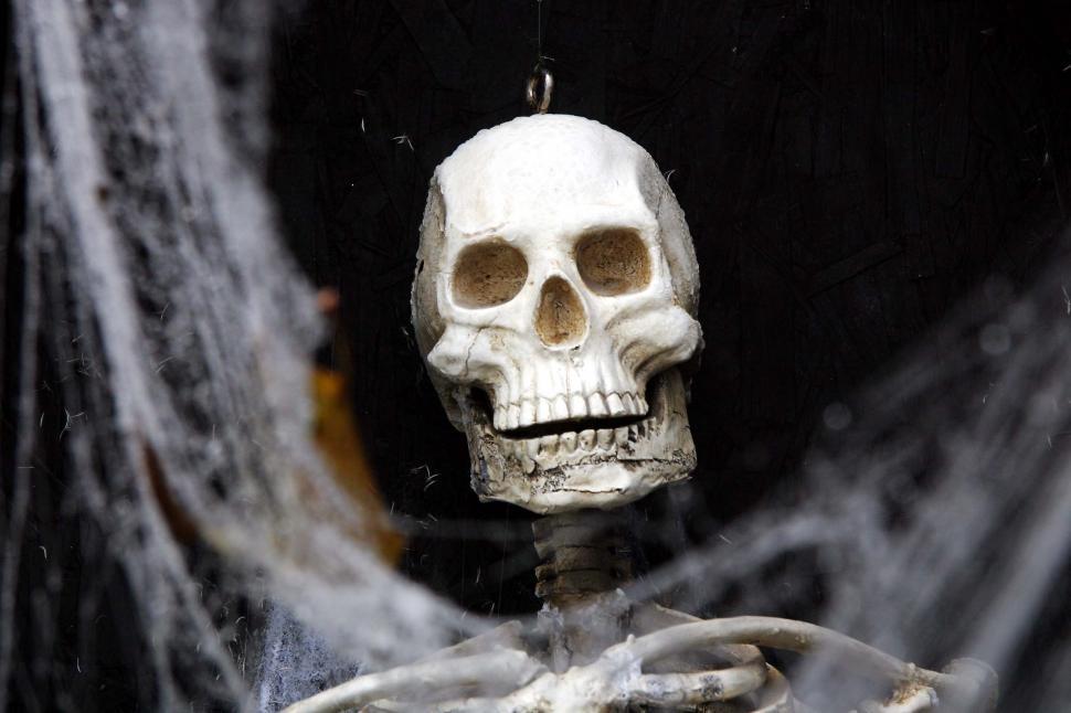Free Image of halloween scary frightening spooky skeleton decoration haunted skull web spider evil scare teeth bones 