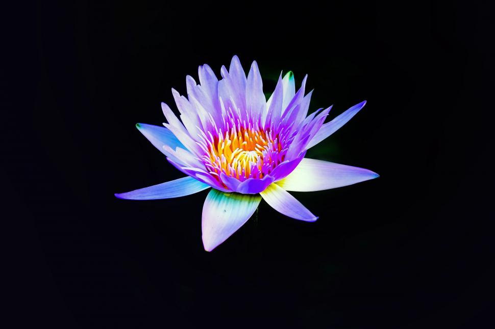 Free Image of Purple Flower With Yellow Center on Black Background 