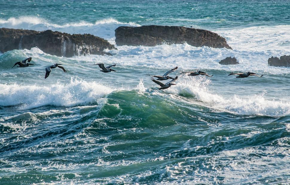 Free Image of Flock of Birds Flying Over the Ocean 