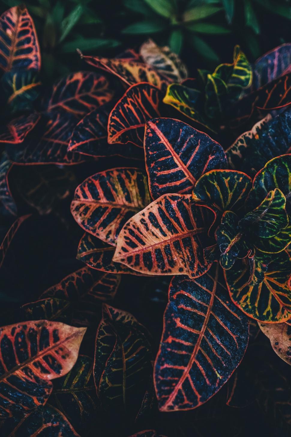 Free Image of Close Up of Green and Red Plant 