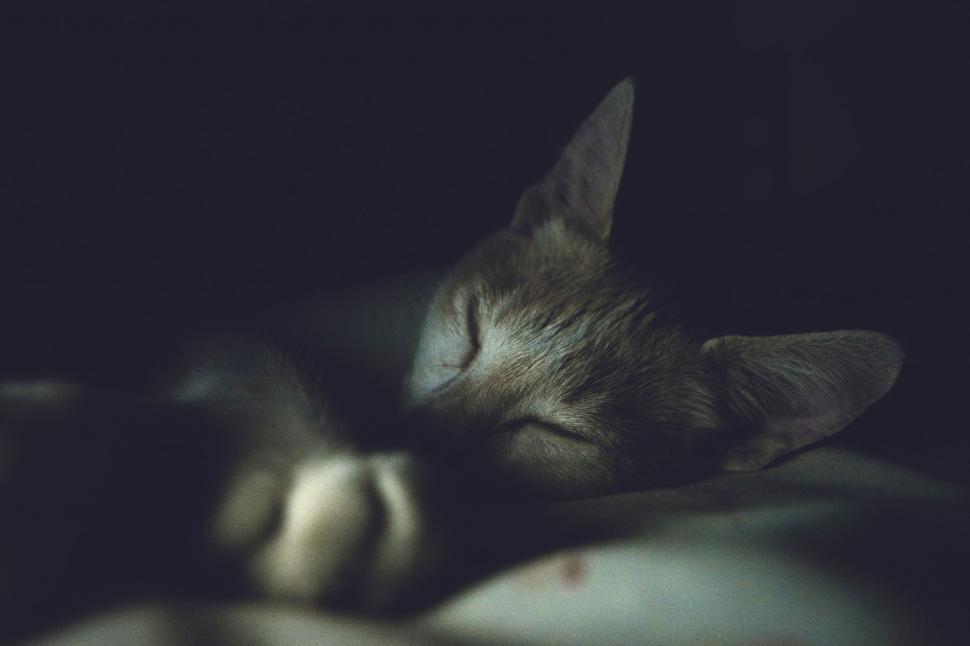 Free Image of A Cat Sleeping Soundly 