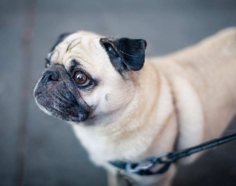 Free Image of Small Pug Tied to Leash 
