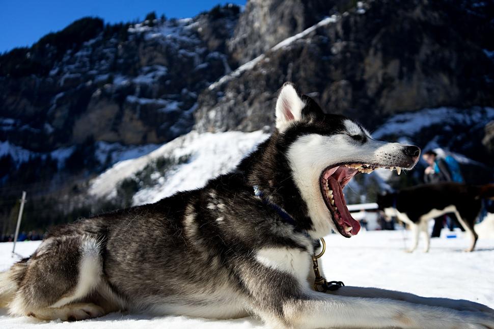 Free Image of Husky Dog Laying in Snow With Mouth Open 