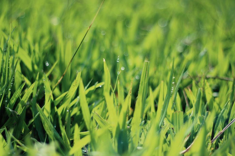 Free Image of Close Up of Green Grass Field 
