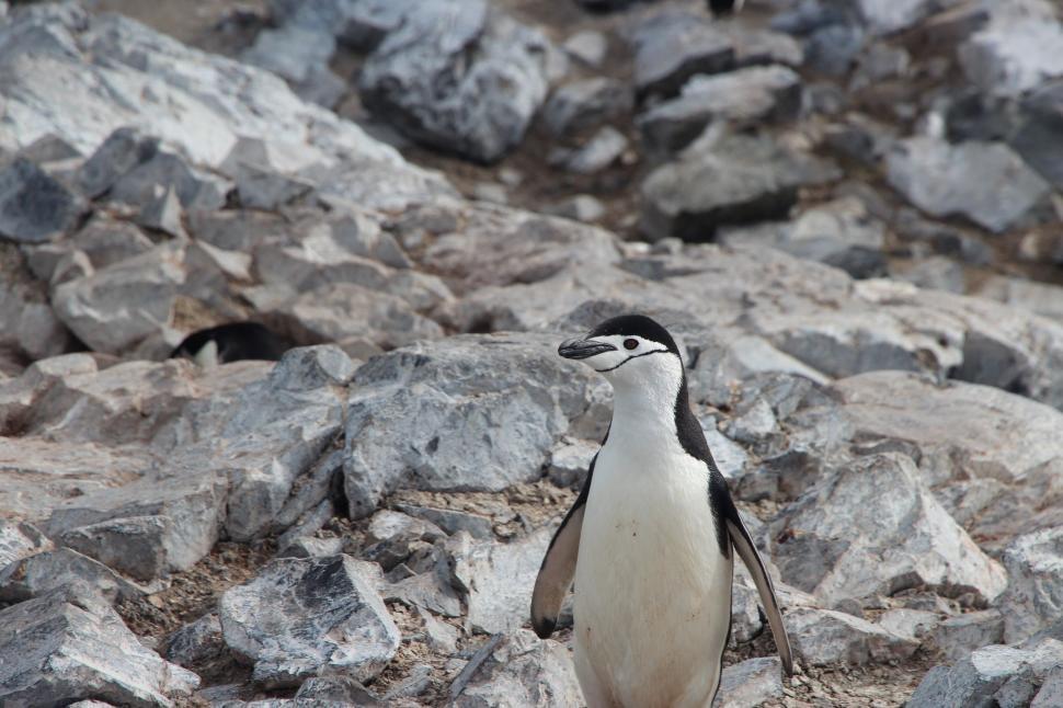 Free Image of Penguin Standing on Rocks 