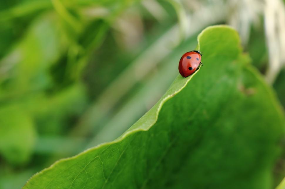 Free Image of Red Ladybug on Green Leaf 