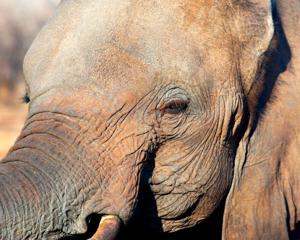 Free Image of Close Up of an Elephant in Blurry Background 