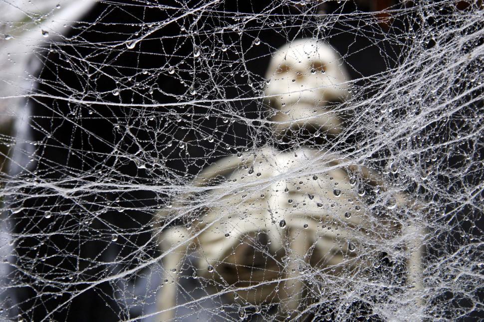 Free Image of Spider Web Caught in Window 