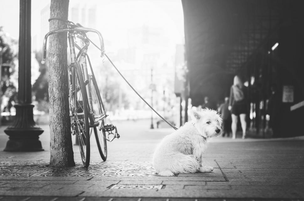 Free Image of Small White Dog Sitting on Sidewalk Next to Bike 