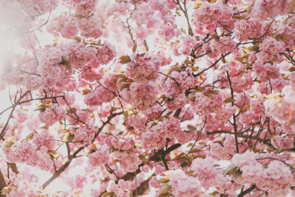 Free Image of Pink Tree Covered in Pink Flowers 