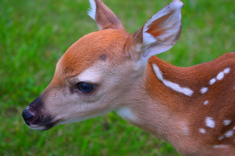 Free Image of Young Deer Standing in Grass 