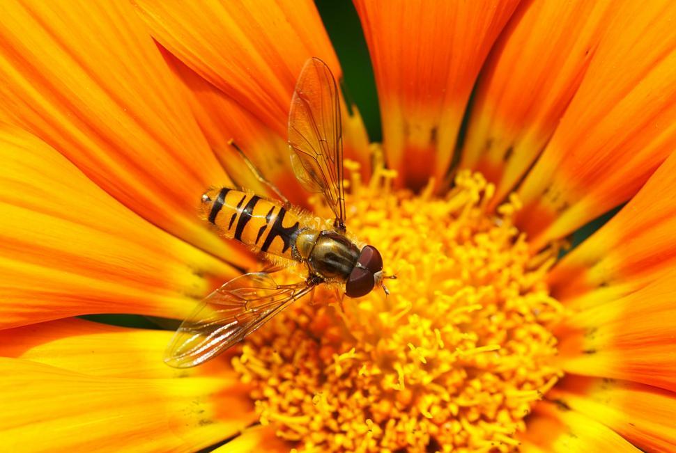 Free Image of Bee Gathering Nectar on Flower 