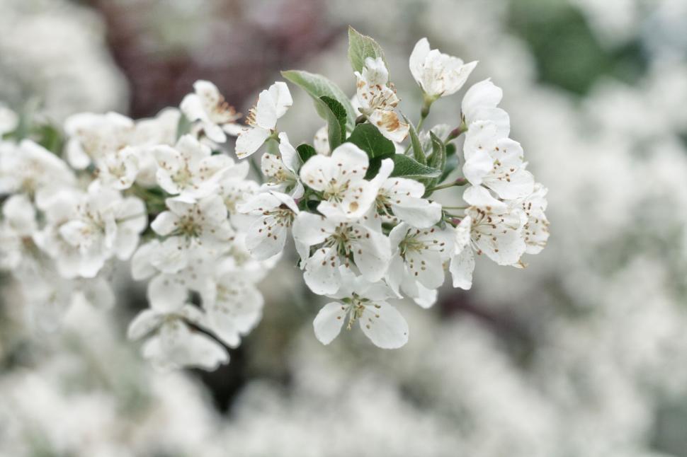 Free Image of Close-Up of a White Flower on a Tree 