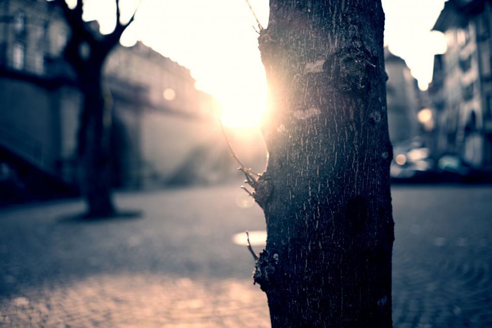 Free Image of Sun Shining Behind Tree on Sidewalk 