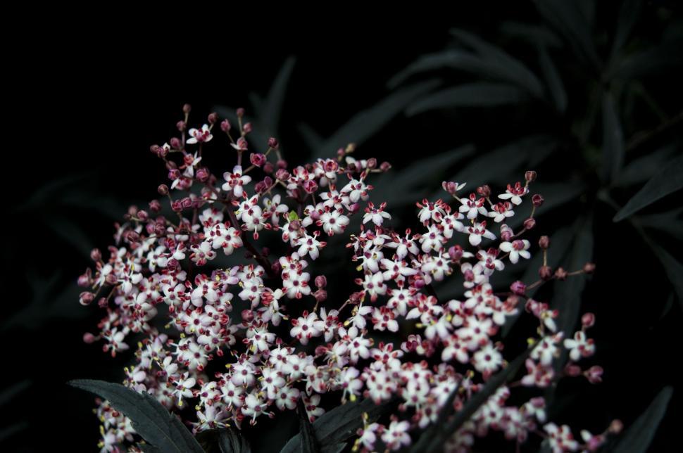 Free Image of Cluster of White and Pink Flowers on Black Background 