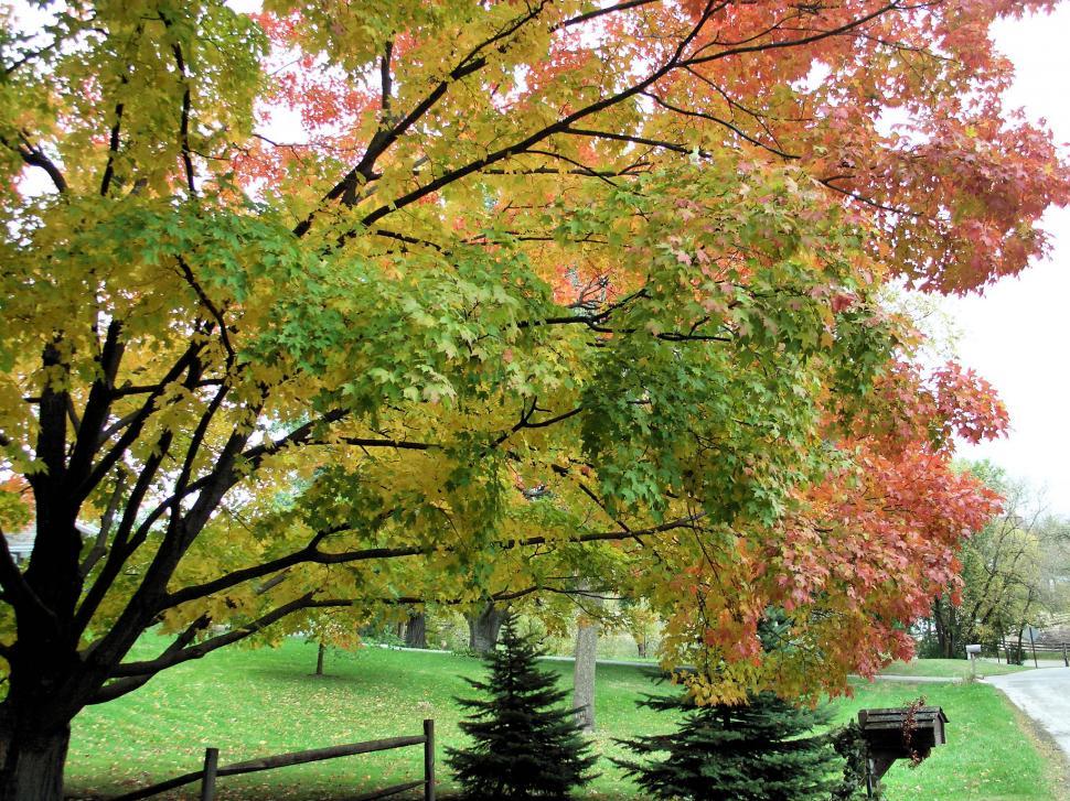 Free Image of Autumn Comes 