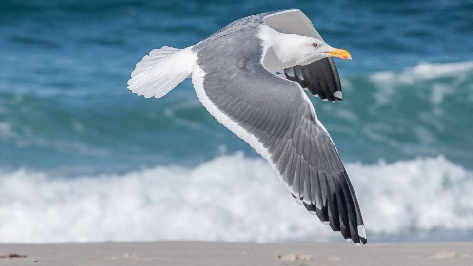 Free Image of Seagull Flying Over Beach Near Ocean 