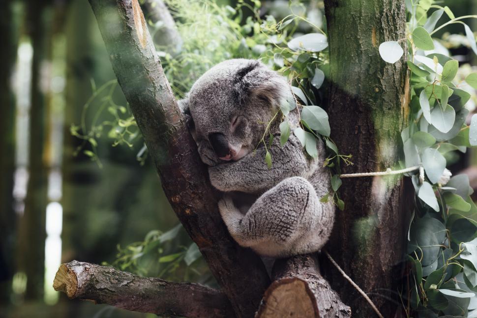 Free Image of Koala Bear Sitting in Tree in Forest 