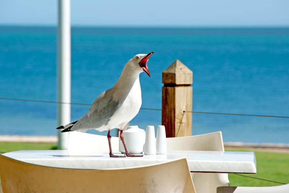 Free Image of White Bird Perched on Table by Ocean 