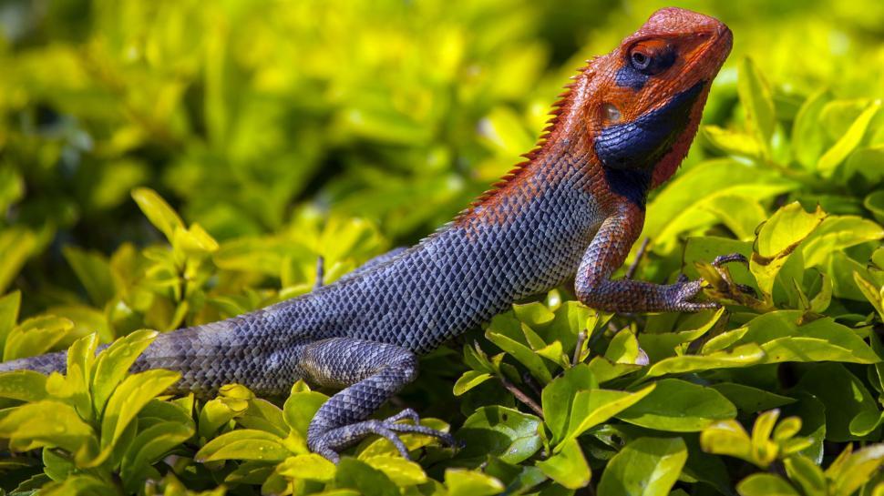 Free Image of Red and Blue Lizard Sitting on Top of Lush Green Field 
