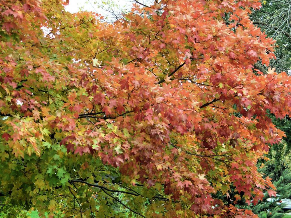Free Image of Autumn Comes 