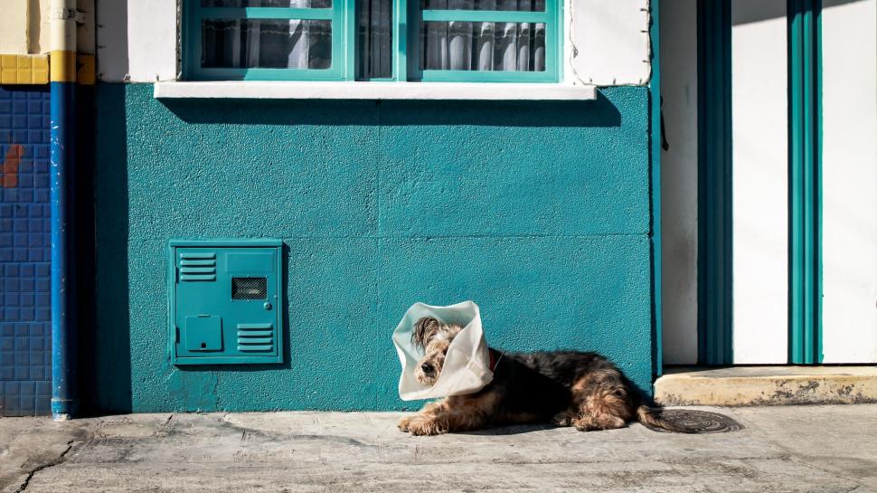 Free Image of Cat Laying in Front of Building 
