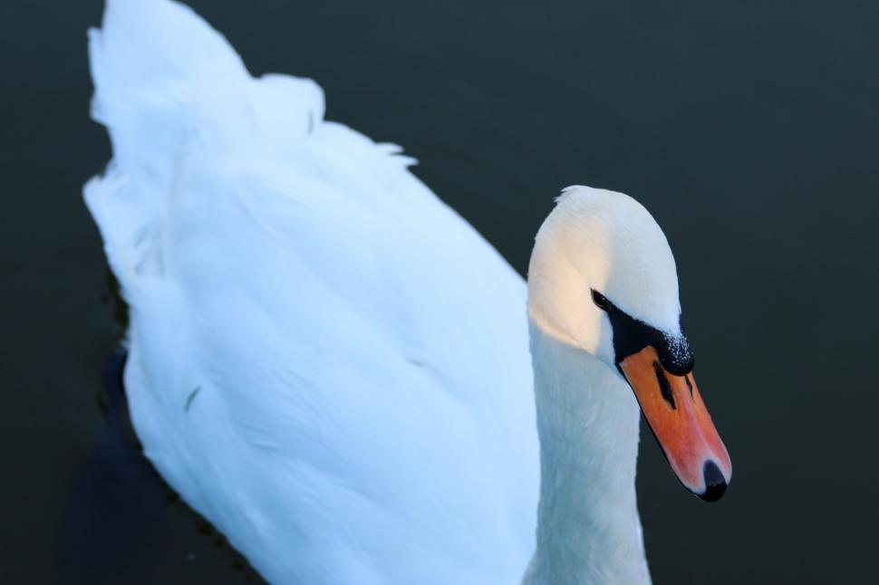 Free Image of Close Up of a Swan on a Body of Water 