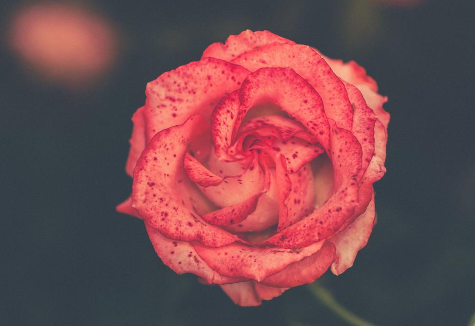 Free Image of Red Rose With Water Droplets 
