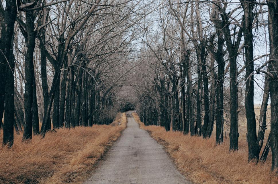 Free Image of Tree-Lined Road in a Green Landscape 