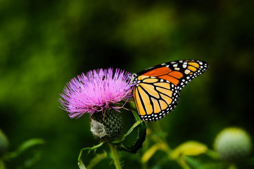 Free Image of Monarch Butterfly Resting on Thistle Flower 