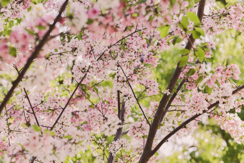 Free Image of Blooming Tree With Pink Flowers 