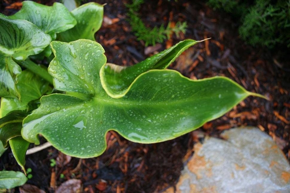 Free Image of large wet leaf 