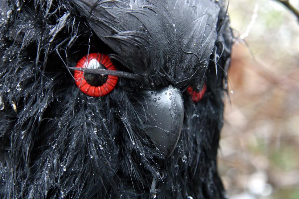 Free Image of halloween scary frightening spooky decoration haunted evil scare owl black red eyes beak wet animal 