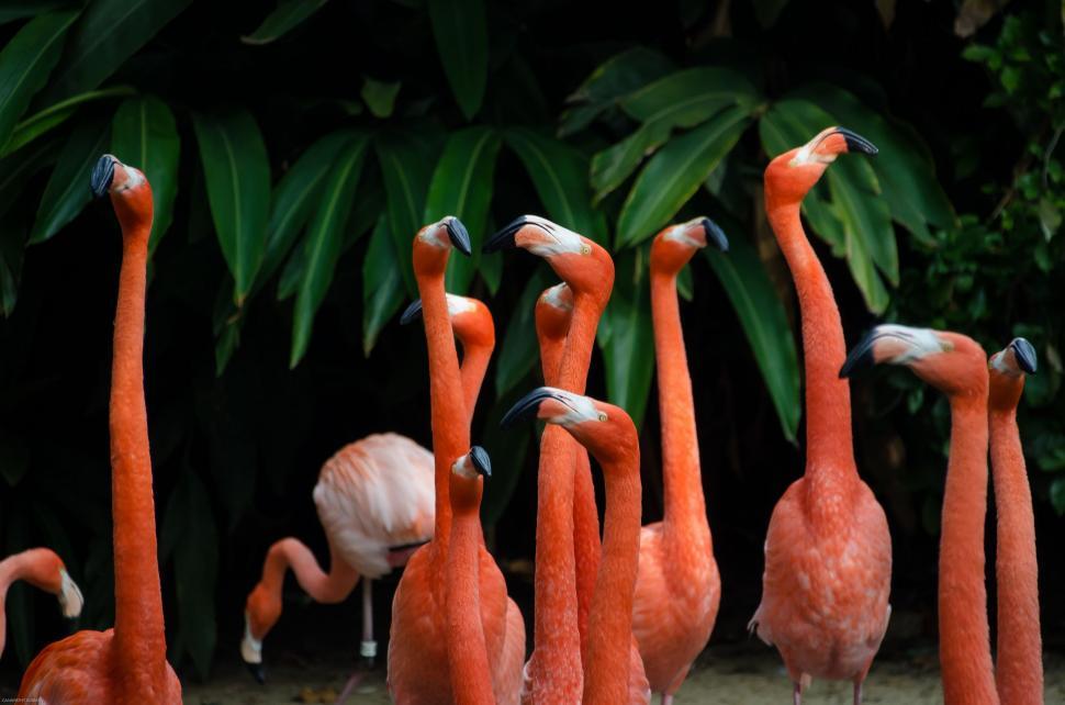 Free Image of Group of Flamingos Standing Together 