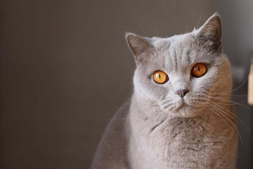 Free Image of Grey Cat With Yellow Eyes Staring At Camera 