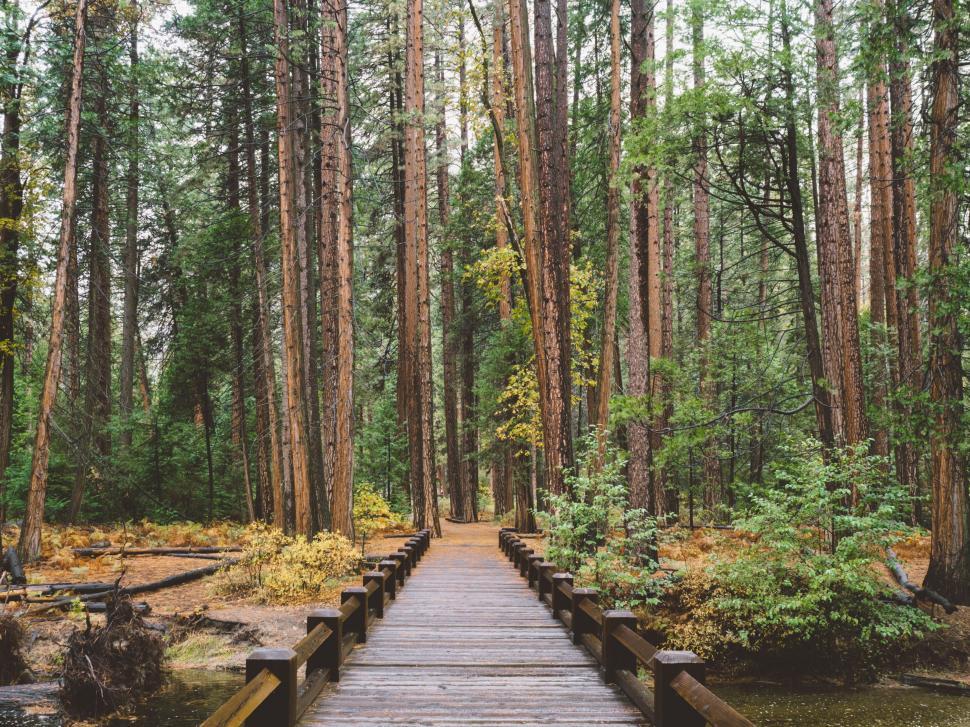 Free Image of Wooden Walkway Cutting Through Forest 