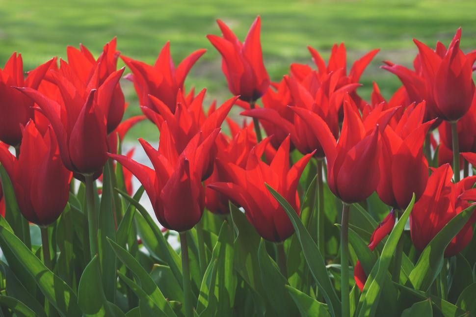 Free Image of Red Flowers Sprinkled Across Green Grass 