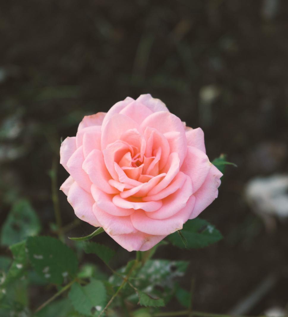 Free Image of A Pink Rose Blooming in a Garden 